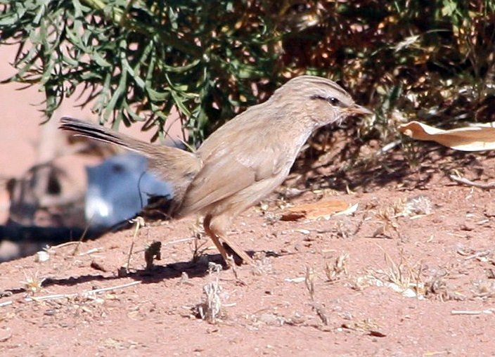 File:Dromoïque du désert.JPG