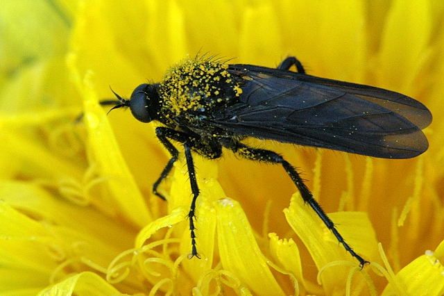 File:Empis.ciliata.jpg