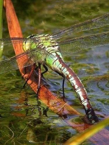 File:Emporor Dragonfly.jpg