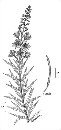 File:Epilobium.angustifolium2.jpg