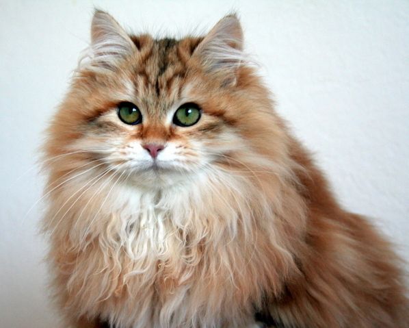 File:Gatto Siberiano golden (cropped).JPG