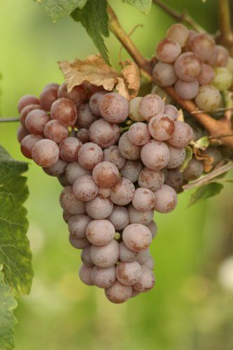 File:Gewürztraminer.jpg