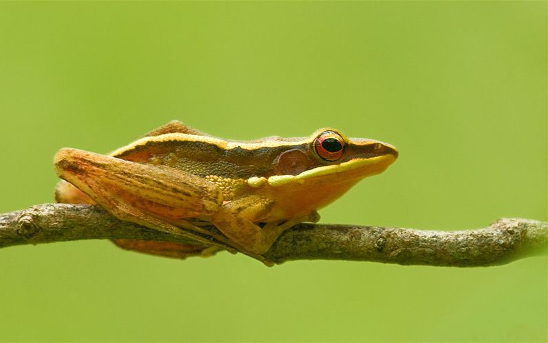 File:Golden frog (Hylarana aurantiaca), Agumbe.jpg