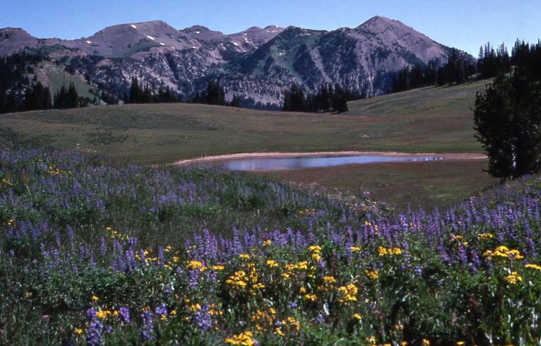 File:Granite Canyon South Fork.jpg