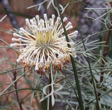 File:Isopogon dawsoni1 Glenbrook.jpg