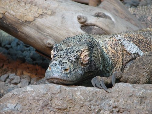 File:KomodoDragon.jpg