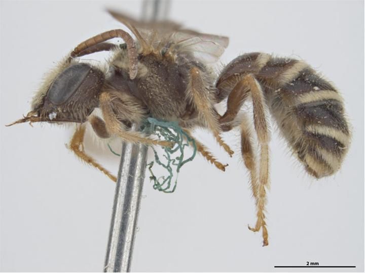 File:Lasioglossum halictoides m.jpg