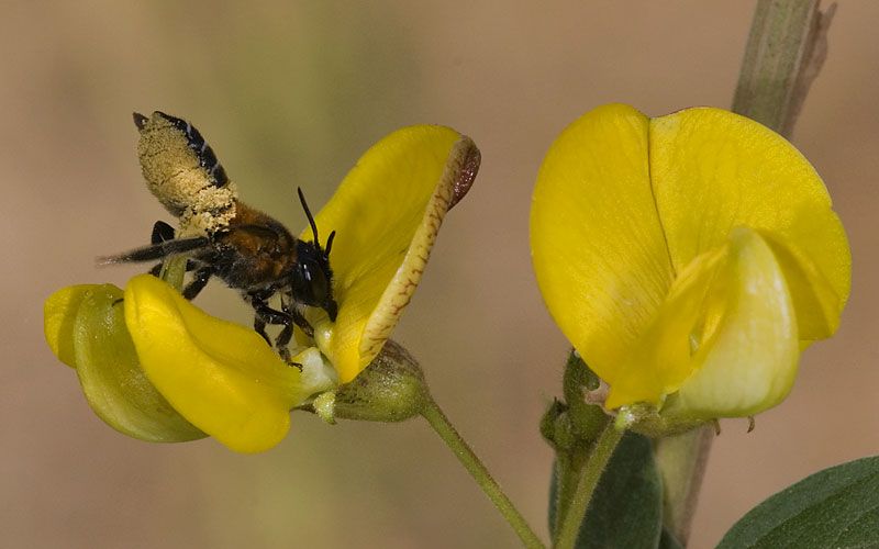 File:Leaf-cutter-bee.jpg