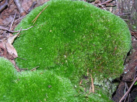 File:Leucobryum glaucum.jpg