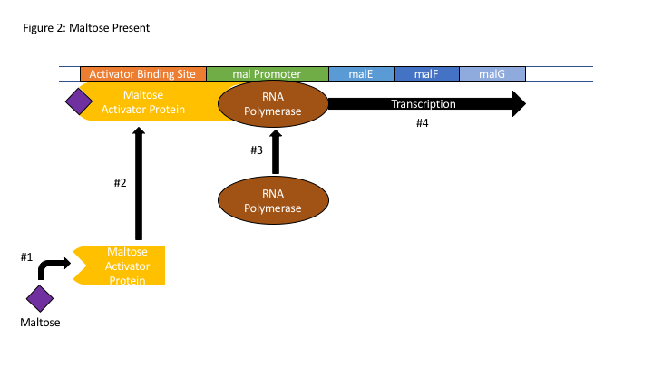 File:Maltose Operon With Maltose Present.png