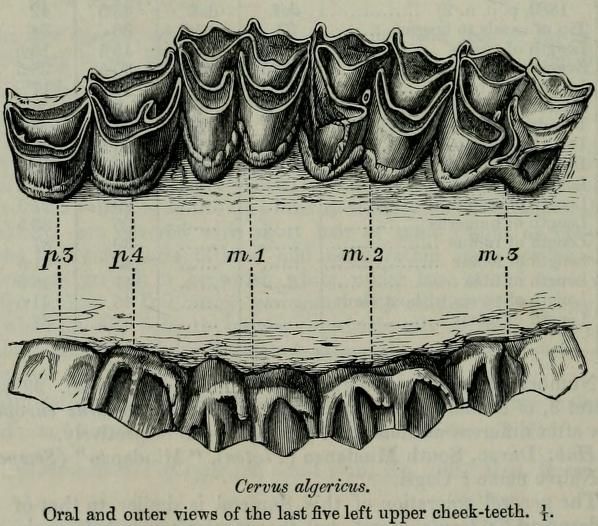 File:Megaceroides-algericus 1890.jpg