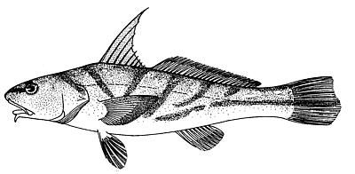 File:Menticirrhus saxatilis (line arg).jpg