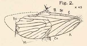 File:Mesochorista proavita.jpg