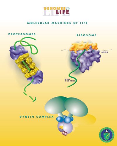 File:Molecular Machines of Life.jpg