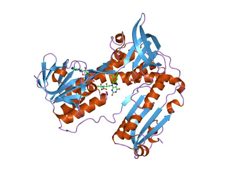 File:PDB 1grf EBI.jpg