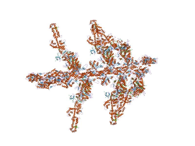 File:PDB 1o1g EBI.jpg