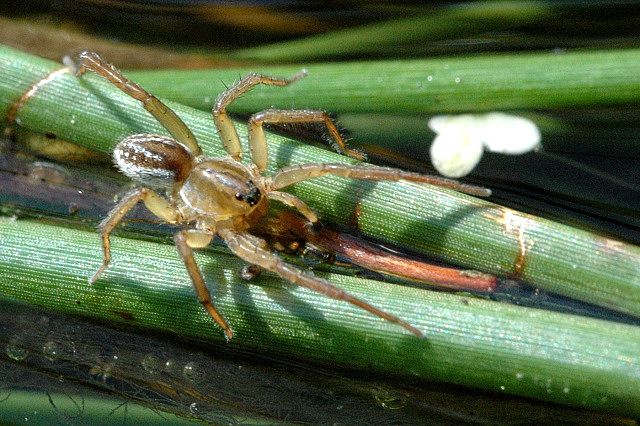 File:Pirata.piraticus.male.jpg