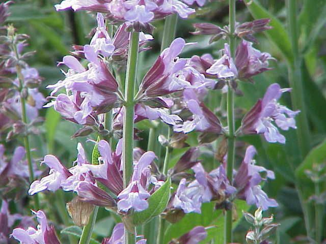 File:Salvia officinalis0.jpg