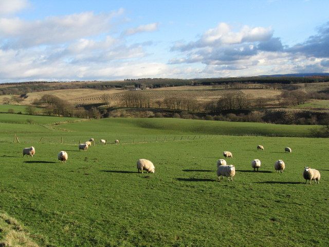 File:Sheep grazing - geograph.org.uk - 371159.jpg