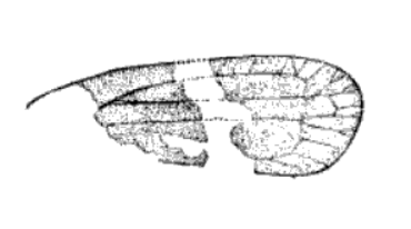 File:Stenecphora punctulata Scudder 1895 pl1 Fig9.png