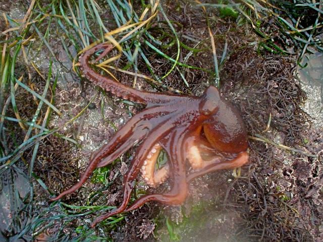 File:Tide pools octopus.jpg