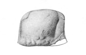 File:Waeringopterus head 3.png