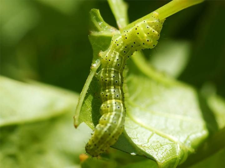 File:Zalissa catocalina larva.jpg