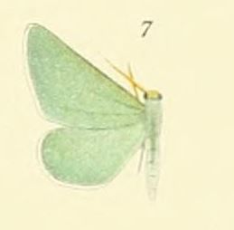 File:07-Hierochthonia alexandraria Prout, 1912.JPG