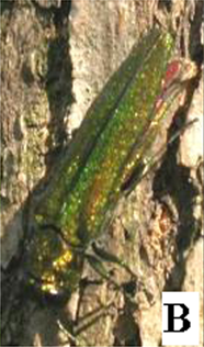 File:Agrilus planipennis oviposition.png