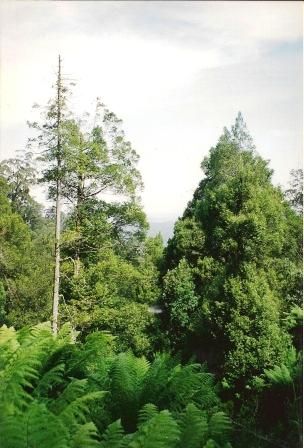 File:Atherosperma-GreensRoad-near Orbost1997.jpg