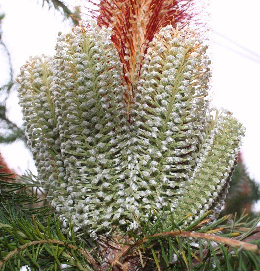 File:Banksia ericifolia WC multibuds email.jpg