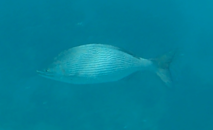 File:Bermuda Chub.png