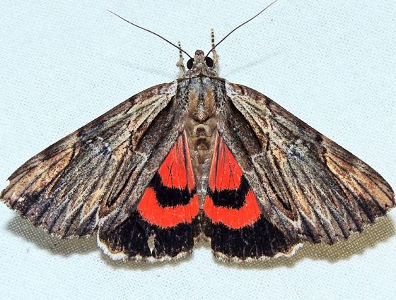 File:Catocala ultronia - Ultronia Underwing Moth (15441253163).jpg