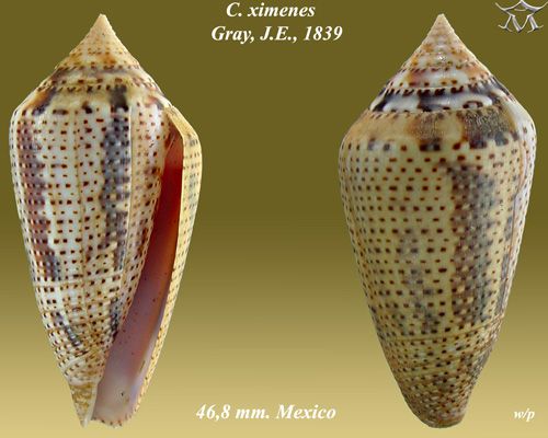 File:Conus ximenes 2.jpg