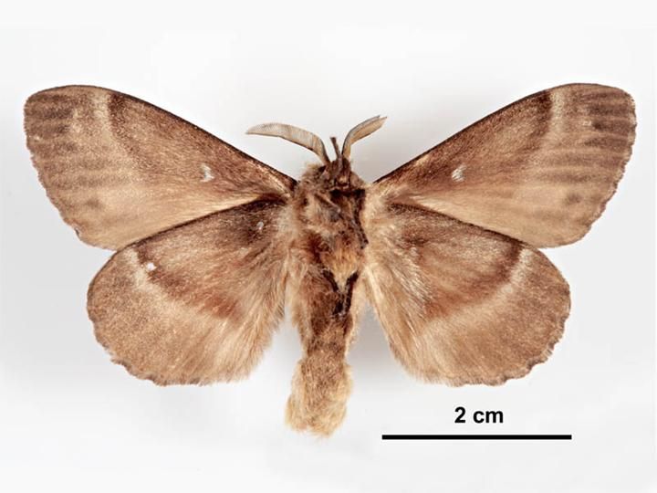 File:Dendrolimus superans sibirica male ventral.jpg