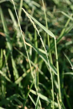 File:Eriochloa contracta.jpg