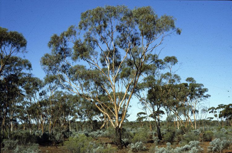 File:Eucalyptus clelandiorum.jpg