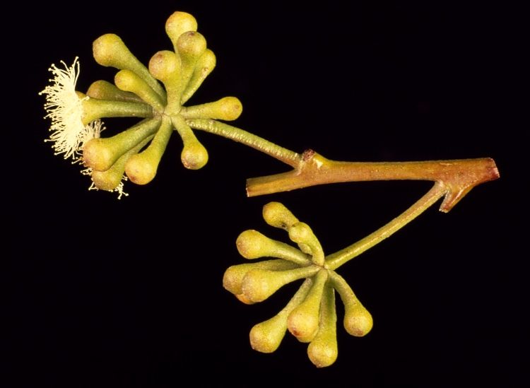 File:Eucalyptus consideniana buds.jpg