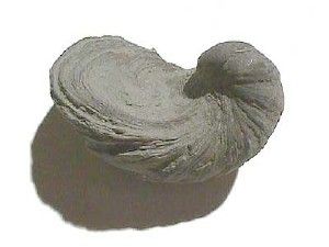 File:Fossil Bivalve Gryphaea.jpg