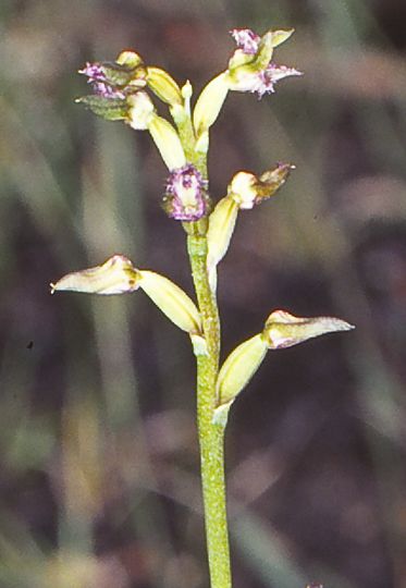 File:Genoplesium apostasioides.jpg