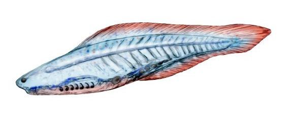 File:Haikouichthys NT.jpg