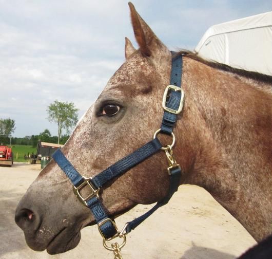 File:Horse Wearing Navy Blue Nylon Halter.jpg