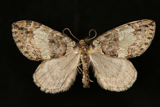 File:Hydriomena irata.jpg