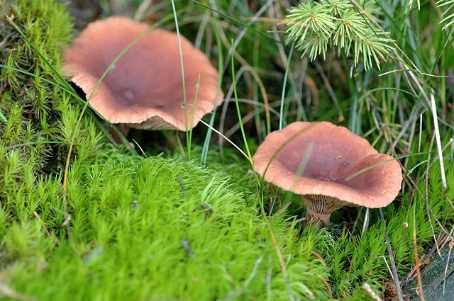 File:Lactarius camphoratus - Lindsey.jpg