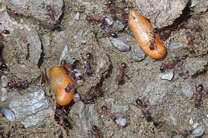 File:Maculinea rebeli pupa in ant nest.jpg