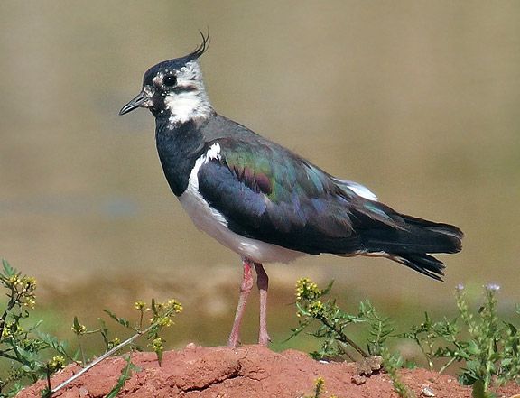 File:Northern Lapwing new.jpg