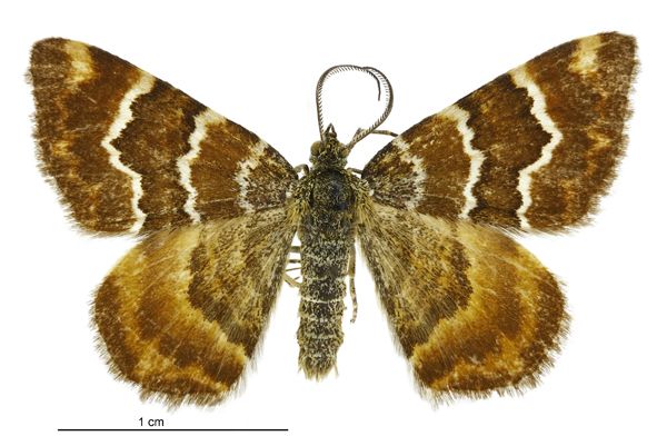 File:Notoreas niphocrena male.jpg