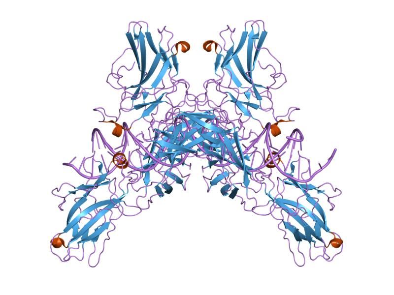 File:PDB 1p7h EBI.jpg