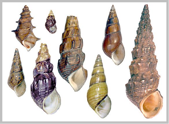 File:Pachychilidae shells.jpg