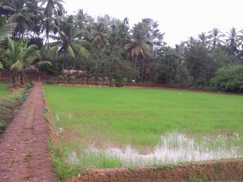 File:Paddy-field-madhur-south-thulunad.jpg